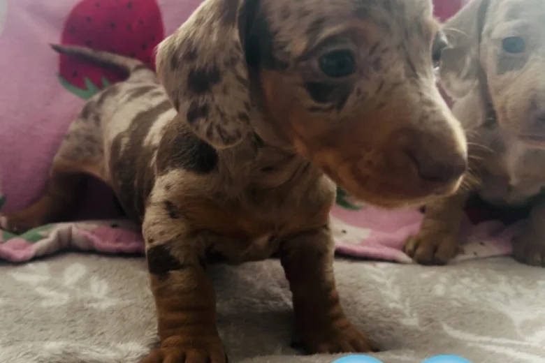 Dachshund (Miniature Long Haired)