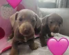 Dachshund (Miniature Long Haired)