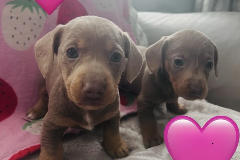 Dachshund (Miniature Long Haired)