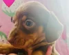 Dachshund (Miniature Long Haired)