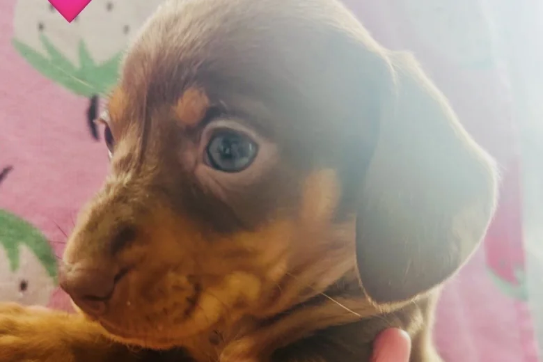Dachshund (Miniature Long Haired)
