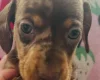 Dachshund (Miniature Long Haired)