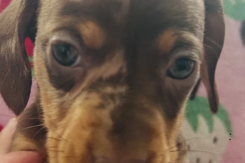 Dachshund (Miniature Long Haired)
