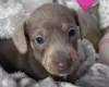 Dachshund (Miniature Long Haired)