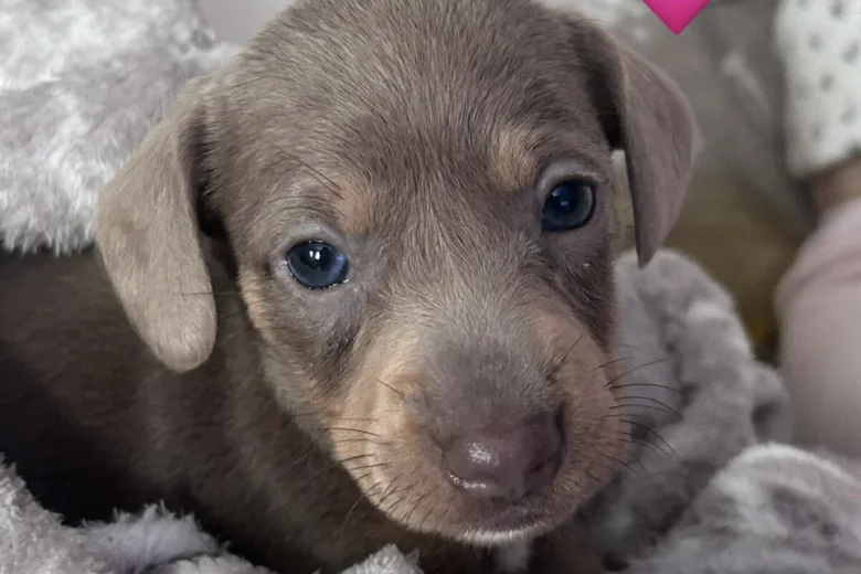 Dachshund (Miniature Long Haired)