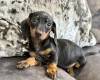 Dachshund (Miniature Smooth Haired)