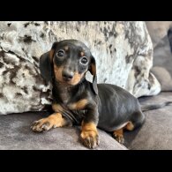 Dachshund (Miniature Smooth Haired)
