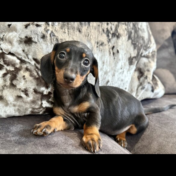 Dachshund (Miniature Smooth Haired)