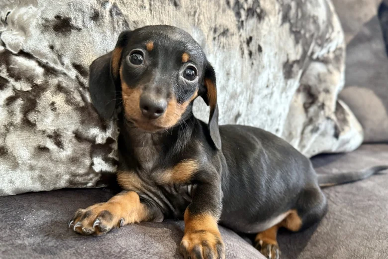 Dachshund (Miniature Smooth Haired)