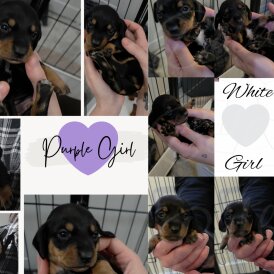 Dachshund (Miniature Smooth Haired)