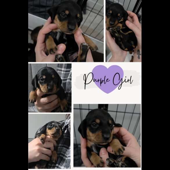 Dachshund (Miniature Smooth Haired)