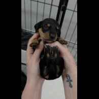 Dachshund (Miniature Smooth Haired)