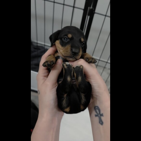 Dachshund (Miniature Smooth Haired)