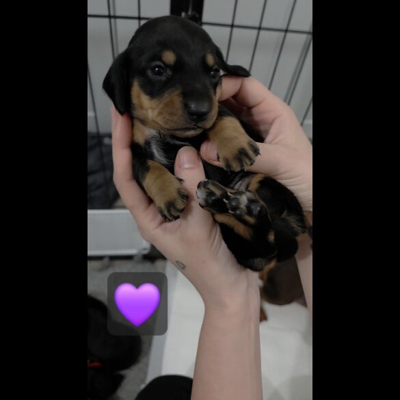 Dachshund (Miniature Smooth Haired)