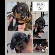 Dachshund (Miniature Smooth Haired)