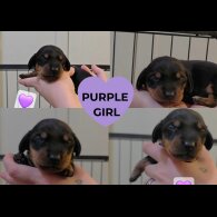 Dachshund (Miniature Smooth Haired)
