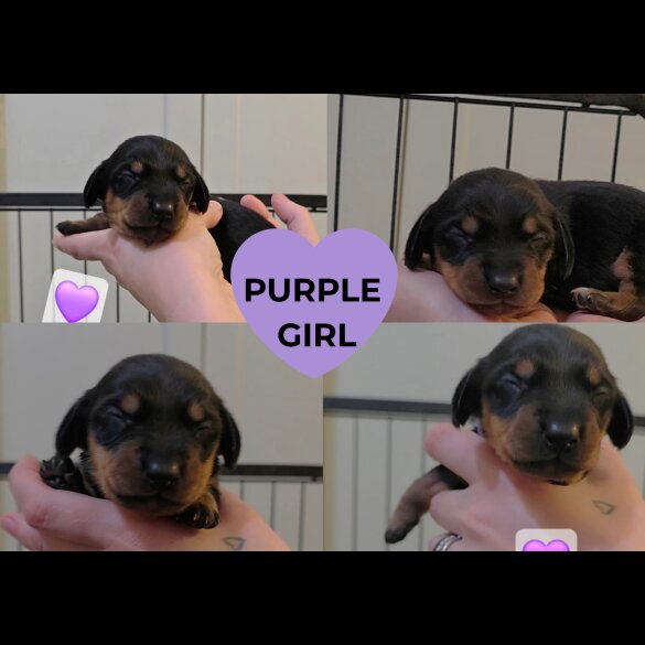 Dachshund (Miniature Smooth Haired)