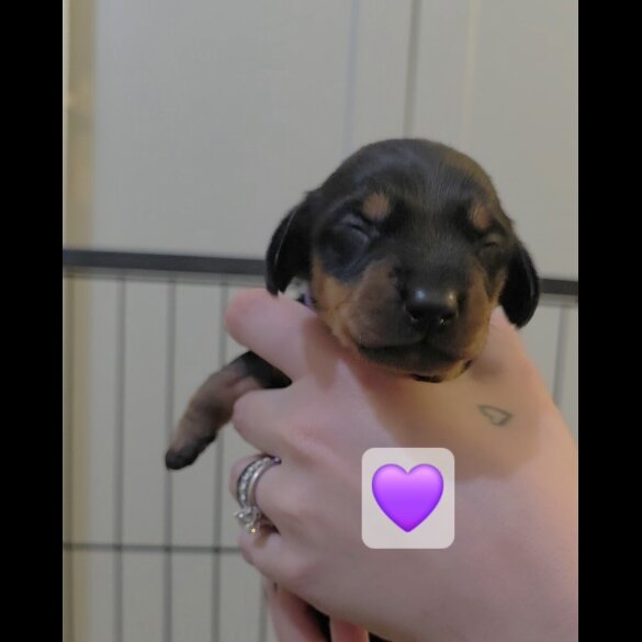 Dachshund (Miniature Smooth Haired)