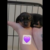 Dachshund (Miniature Smooth Haired)