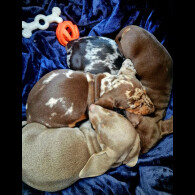 Dachshund (Miniature Smooth Haired)