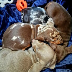 Dachshund (Miniature Smooth Haired)