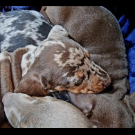 Dachshund (Miniature Smooth Haired)