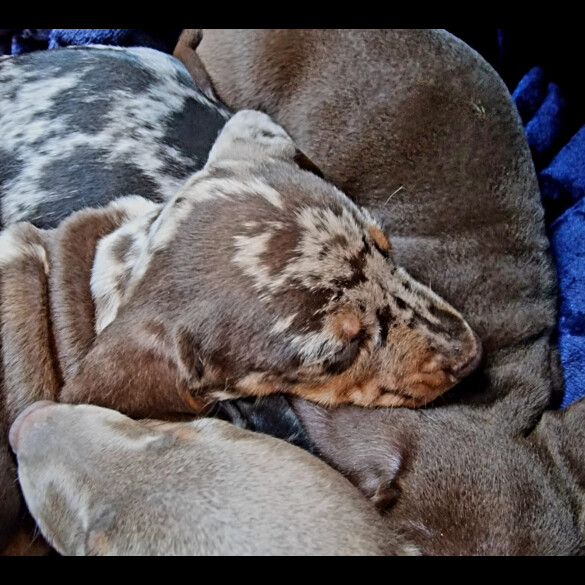 Dachshund (Miniature Smooth Haired)