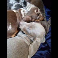 Dachshund (Miniature Smooth Haired)