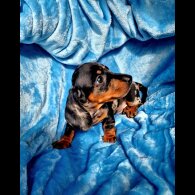 Dachshund (Miniature Smooth Haired)