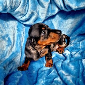 Dachshund (Miniature Smooth Haired)