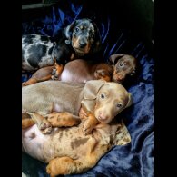 Dachshund (Miniature Smooth Haired)