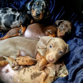 Dachshund (Miniature Smooth Haired)