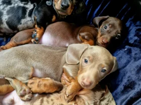 Dachshund (Miniature Smooth Haired)