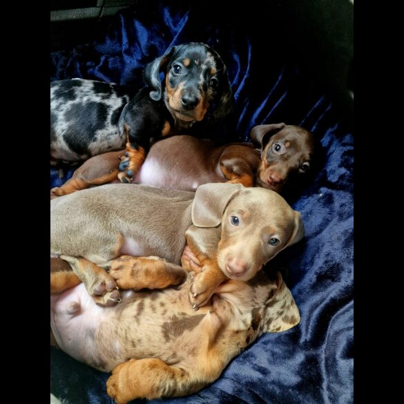 Dachshund (Miniature Smooth Haired)