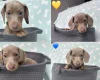 Dachshund (Miniature Smooth Haired)