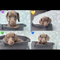 Dachshund (Miniature Smooth Haired)