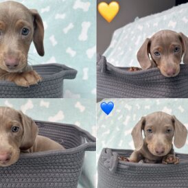 Dachshund (Miniature Smooth Haired)