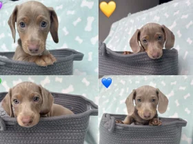 Dachshund (Miniature Smooth Haired)