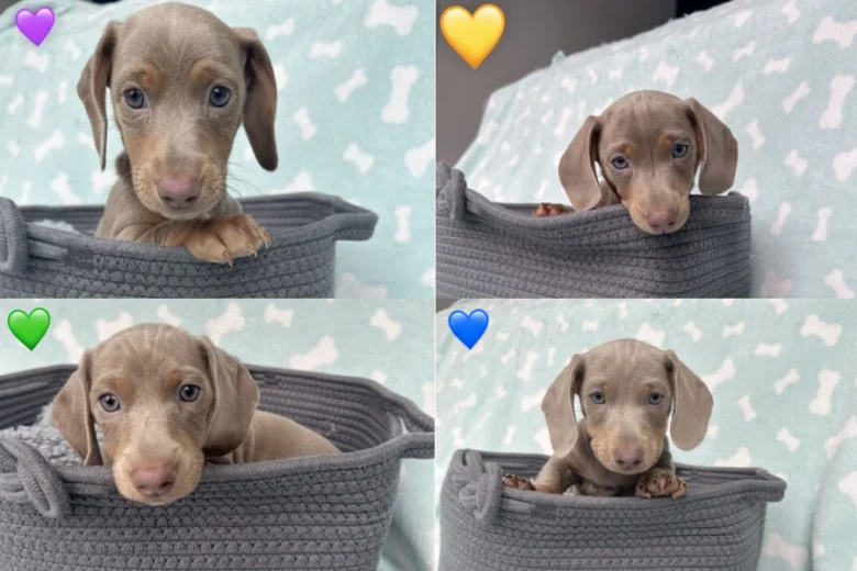 Dachshund (Miniature Smooth Haired)