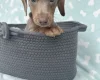 Dachshund (Miniature Smooth Haired)