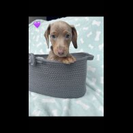 Dachshund (Miniature Smooth Haired)