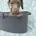 Dachshund (Miniature Smooth Haired)