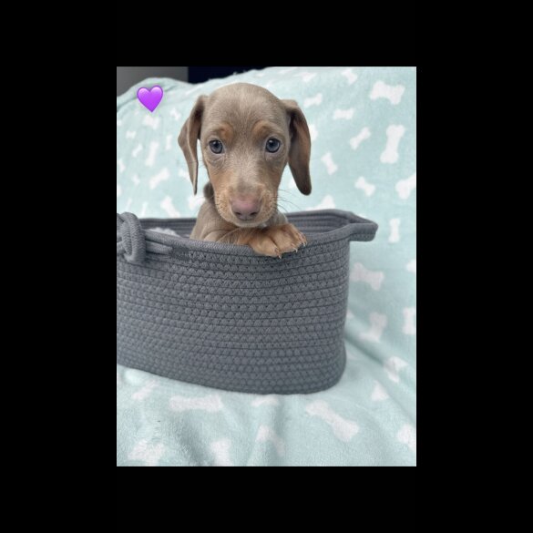 Dachshund (Miniature Smooth Haired)