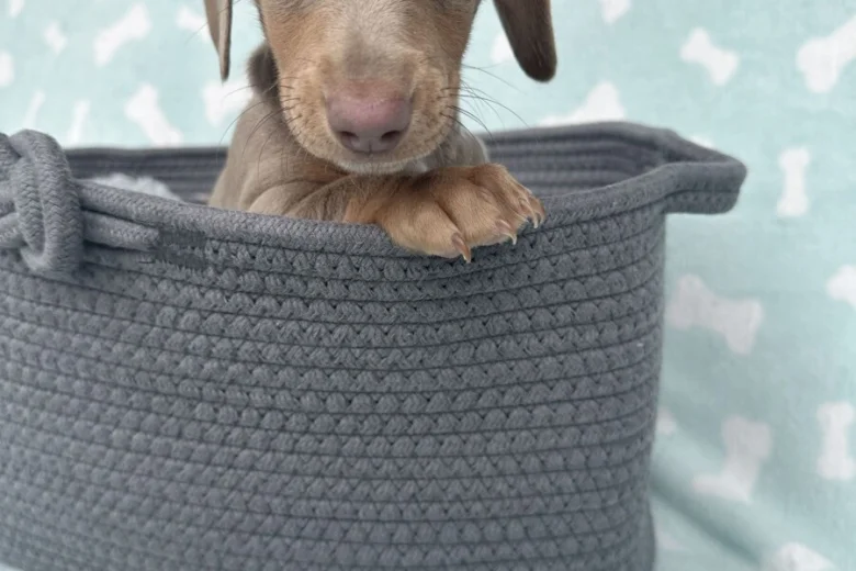 Dachshund (Miniature Smooth Haired)