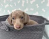 Dachshund (Miniature Smooth Haired)