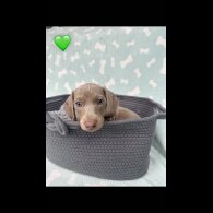 Dachshund (Miniature Smooth Haired)