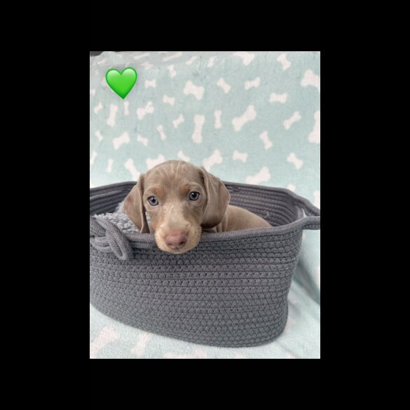 Dachshund (Miniature Smooth Haired)