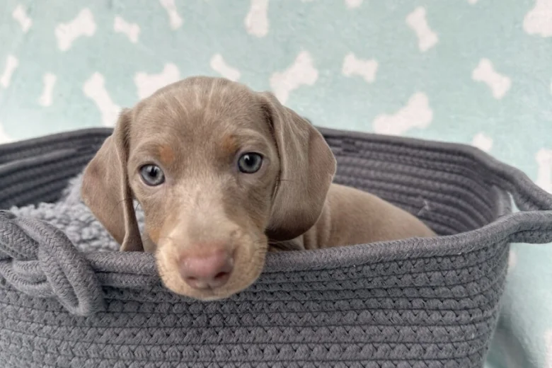 Dachshund (Miniature Smooth Haired)