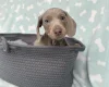 Dachshund (Miniature Smooth Haired)