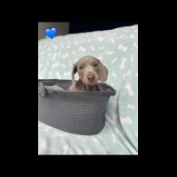 Dachshund (Miniature Smooth Haired)